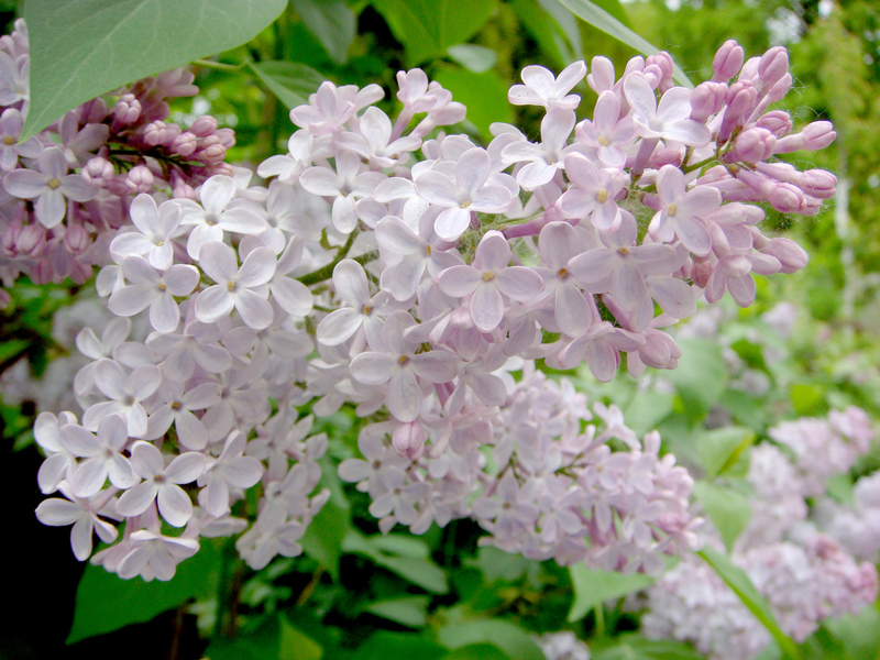 Сирень (лат. Syringa)