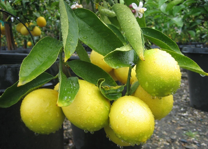 Лимонное дерево, выращенное в домашних условиях 