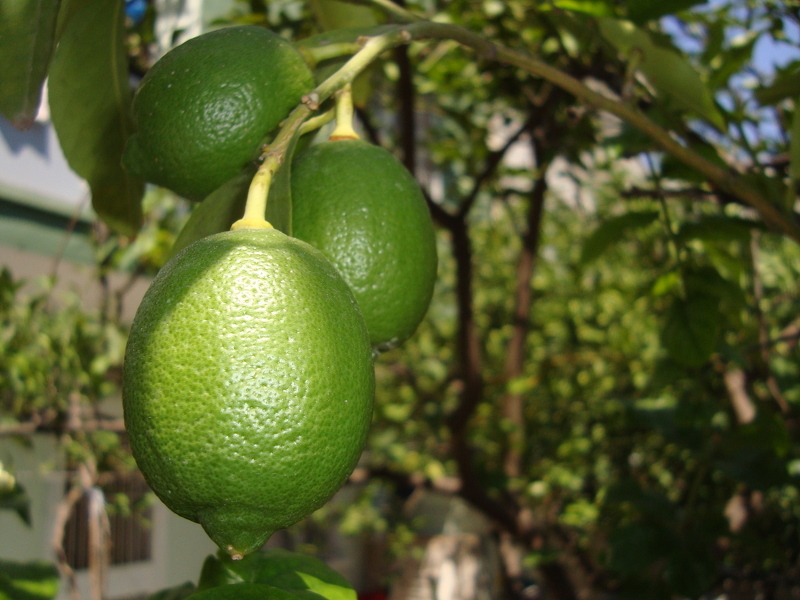 Как вырастить лимон из косточки и дождаться вызревания плодов
