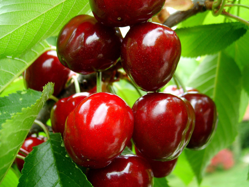 Листья вишни полезные свойства и противопоказания в свежем виде