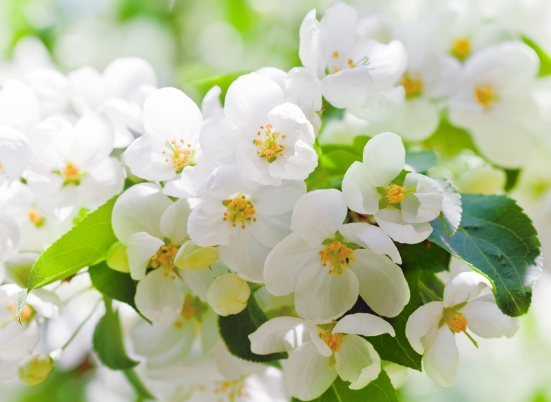 Цветы и листья вишни добавляют чаю непревзойденный аромат