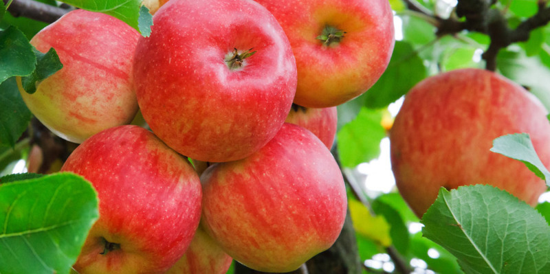 Яблоки польза и вред для человеческого организма разных сортов