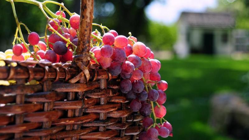 Сорт винограда универсальный