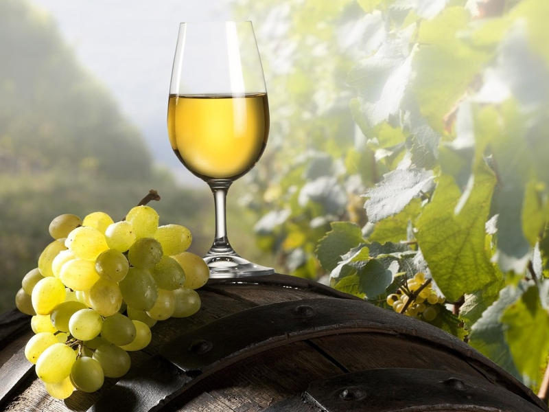 Лучшие столовые и винные сорта винограда фото описание