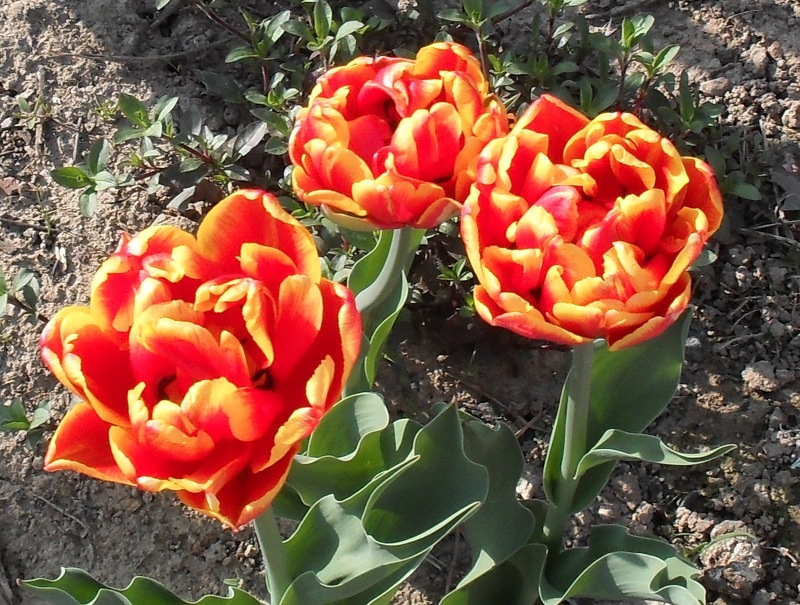 Многообразие тюльпанов делает ваш сад бесподобным