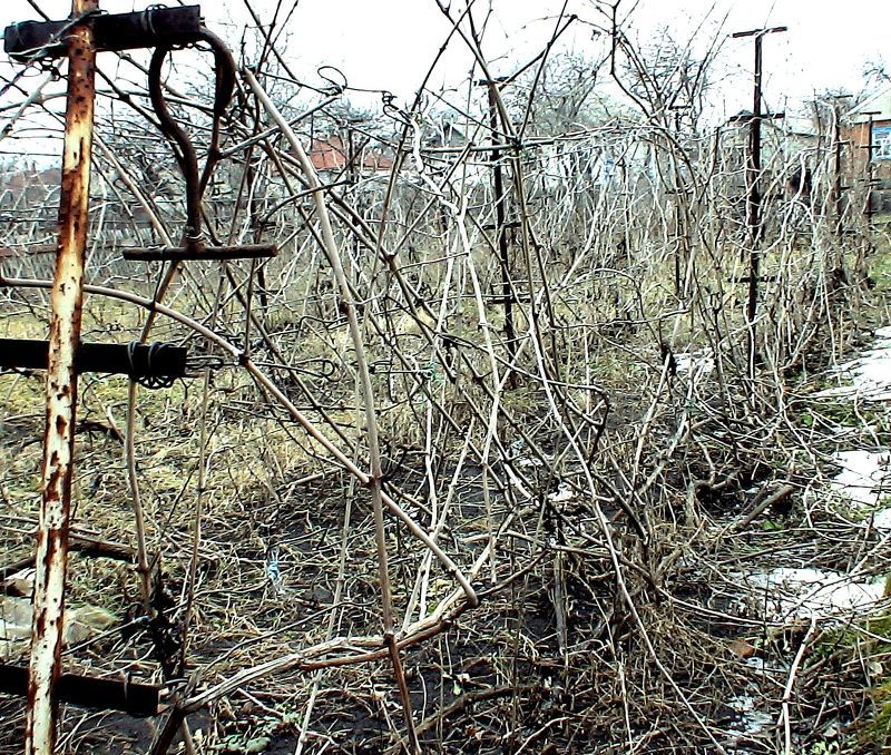 Обрезка старого винограда весной для начинающих в картинках