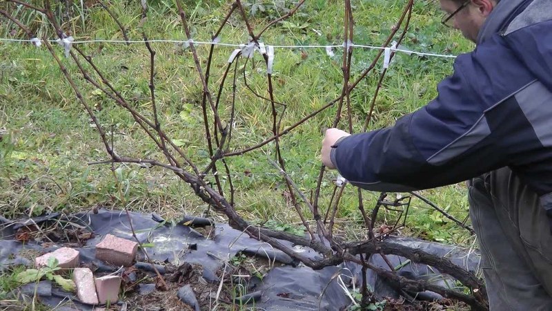 Как правильно обрезать виноград весной, чтобы получить веерную формировку?