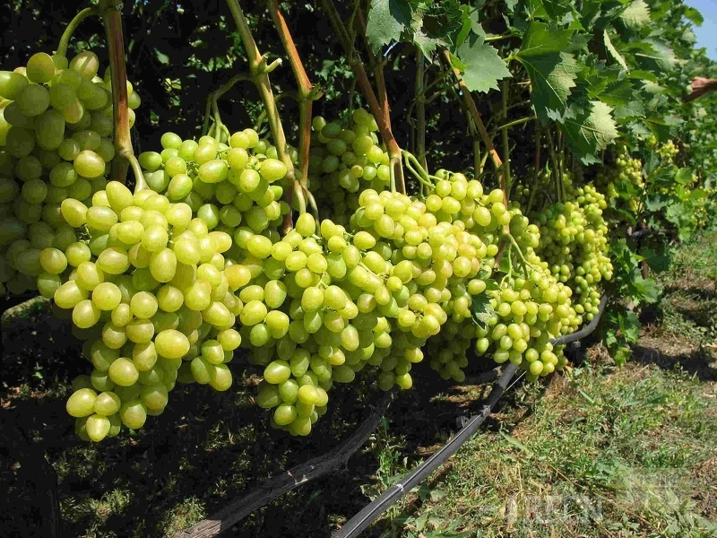 Подготовка и размножение винограда черенками в домашних условиях