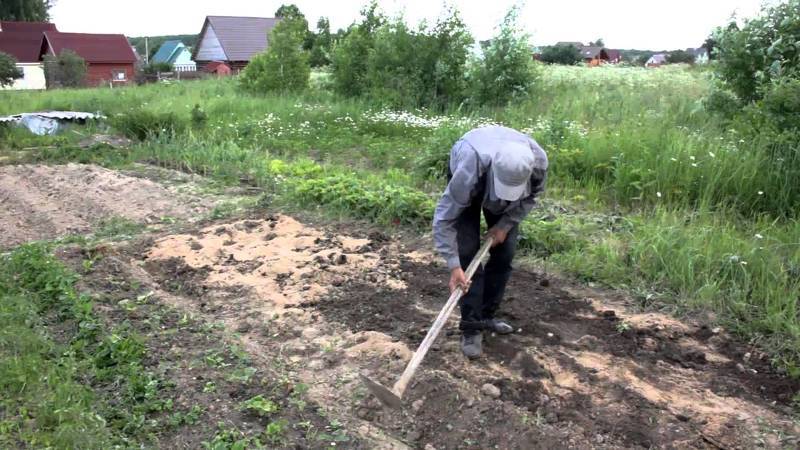 Грядка клубники и особенности ухода