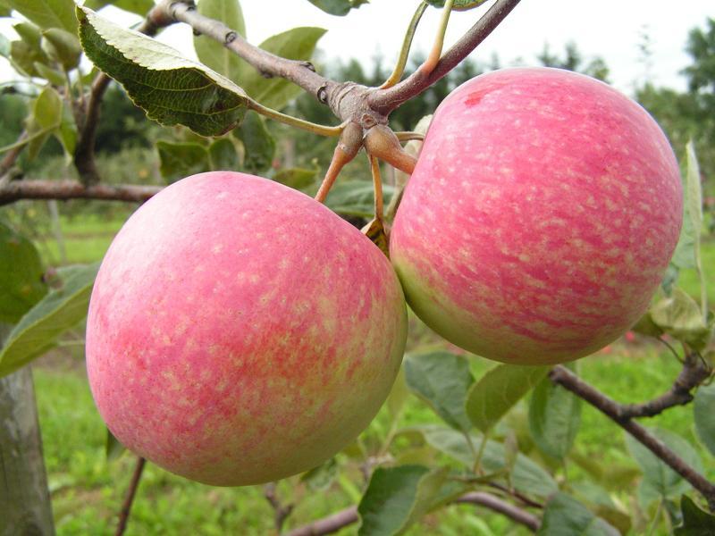 Сорт яблони мельба: плоды