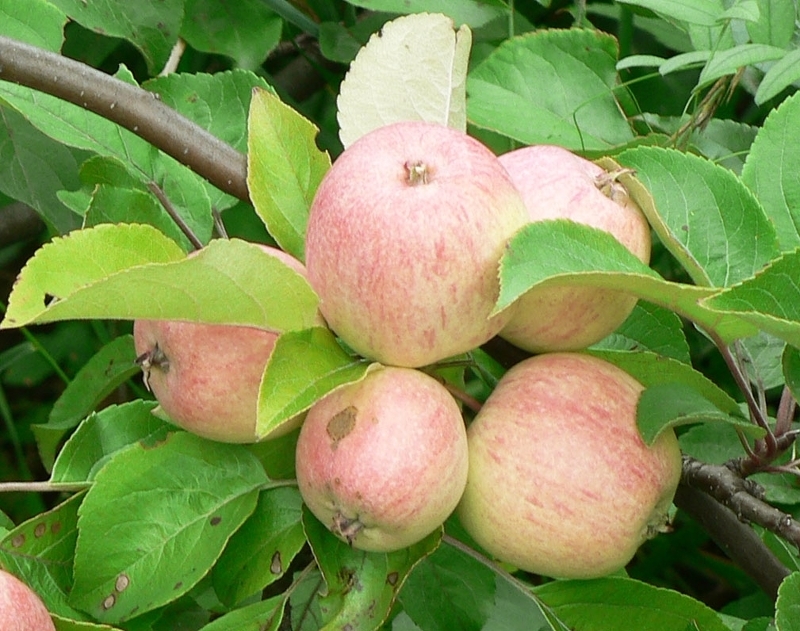 Мантент. Сорта яблонь фото с названием и описанием