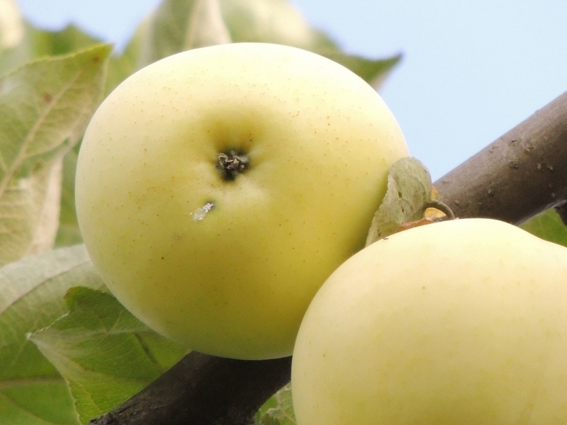 Лучшие сорта яблонь для сибири: Белый Налив