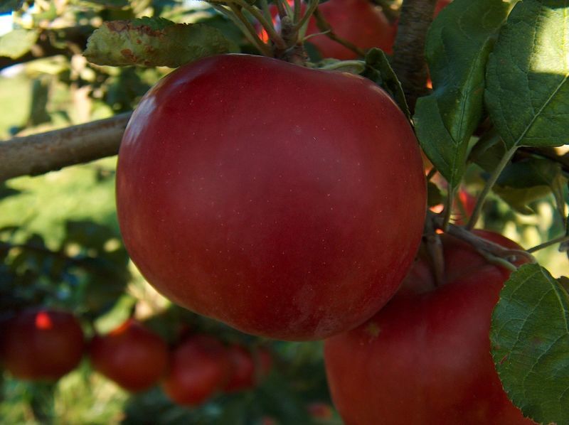 Сорта яблонь Макинтош