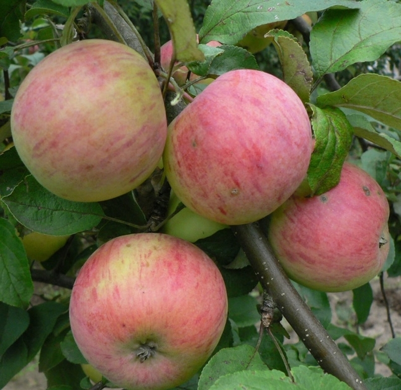 Сорта яблонь Штрейфлинг
