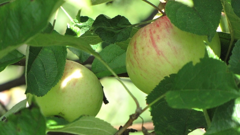 Сорта яблок коричное полосатое