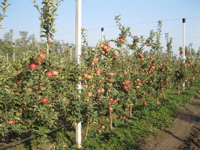 Карликовые яблони сорта фото