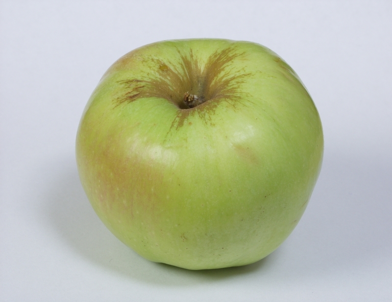 Яблони сорта с фото - пепин шафранный