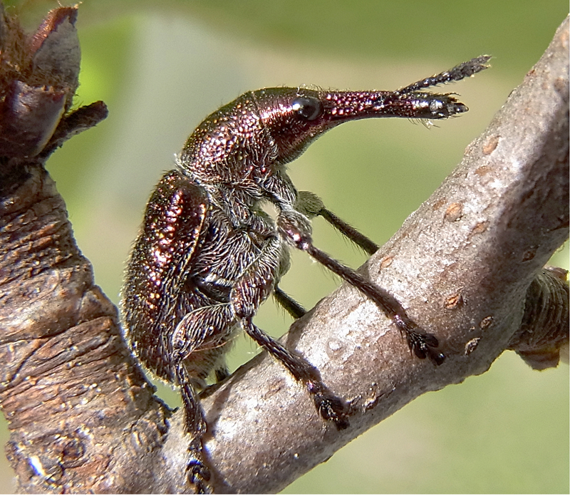 Личинка жука трубковерта