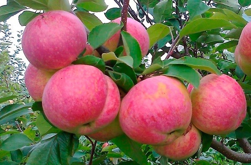 Колоновидные яблони сорта фото. Московское ожерелье