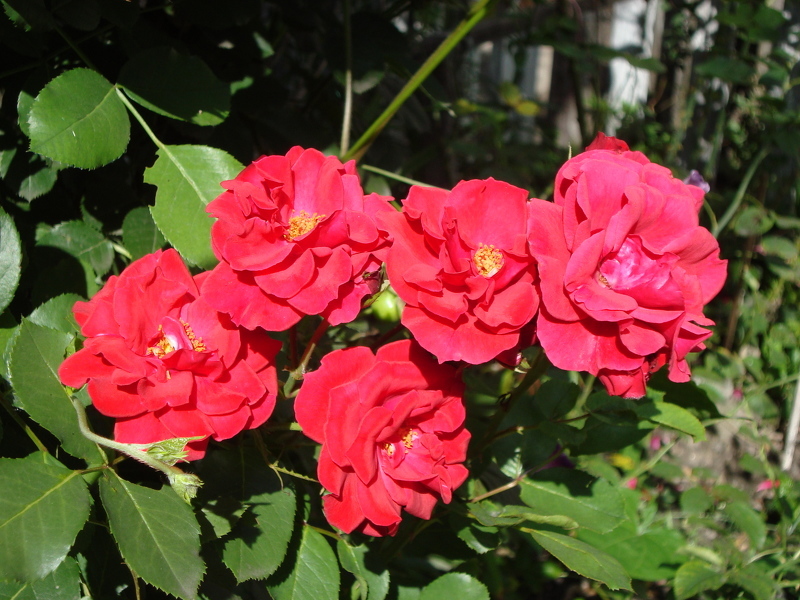 Розы в саду фото. Дикорастущие