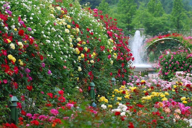 Красивый сад