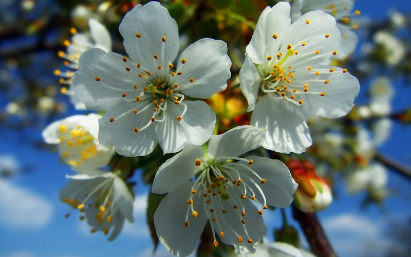 Подкормка яблони весной в саду - все от выбора удобрения до дозировок