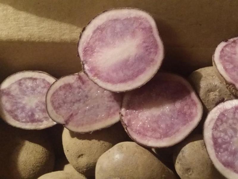 Мозаика на плодах картофеля