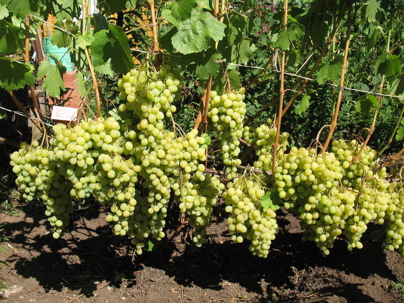 Сорта винограда для Подмосковья - Мускат летний