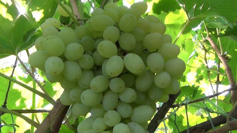 Сорта винограда для Подмосковья - Азиатское чудо