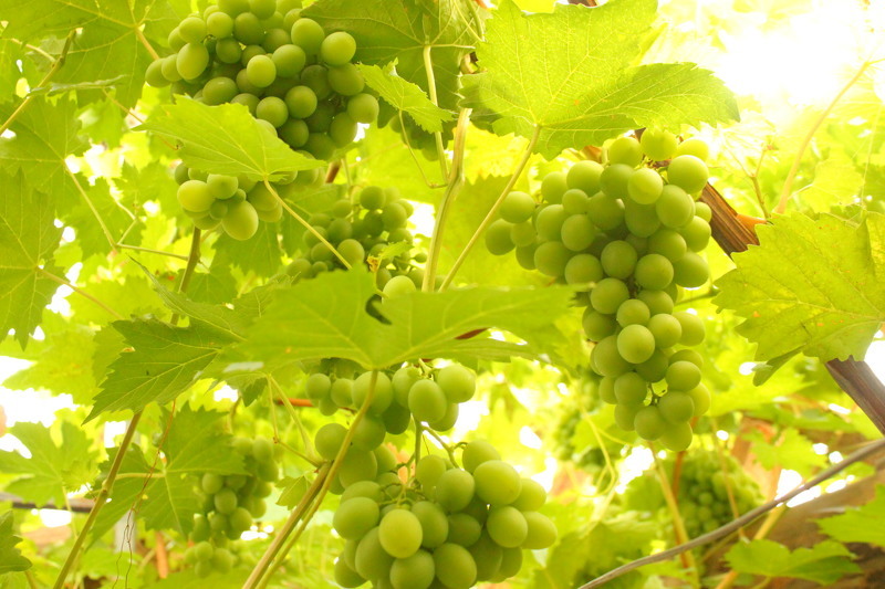 Сорта винограда для Подмосковья с описанием и фото, советы по уходу