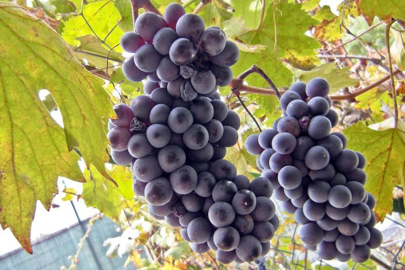 Сорта винограда для Подмосковья - Альфа