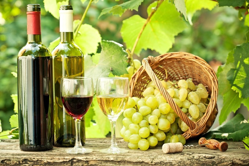 Сорта винограда для Подмосковья - Изабелла