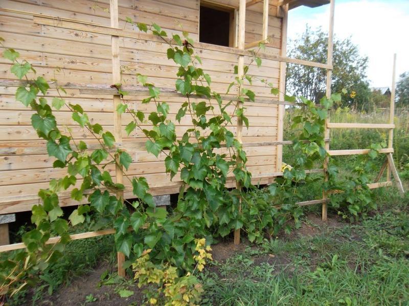 Как выращивать виноград в Подмосковье - посадка