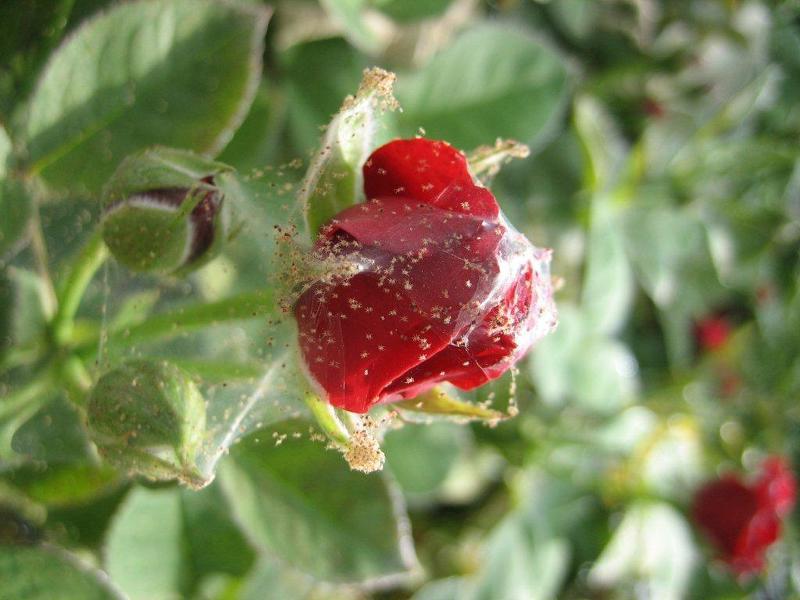 Роза зараженная паутинным клещом