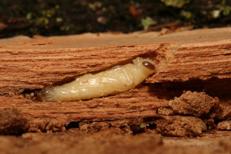 Гусеница златки в зараженном стволе дерева