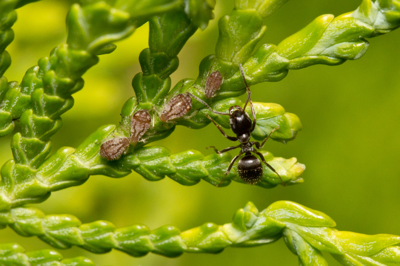 Туевая тля и муравей - взрослая особь