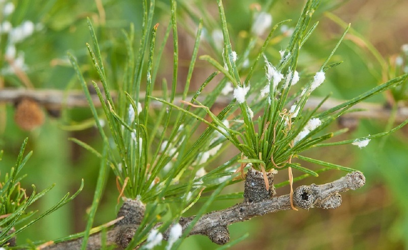 Хермес лиственнично-еловый: пораженное растение