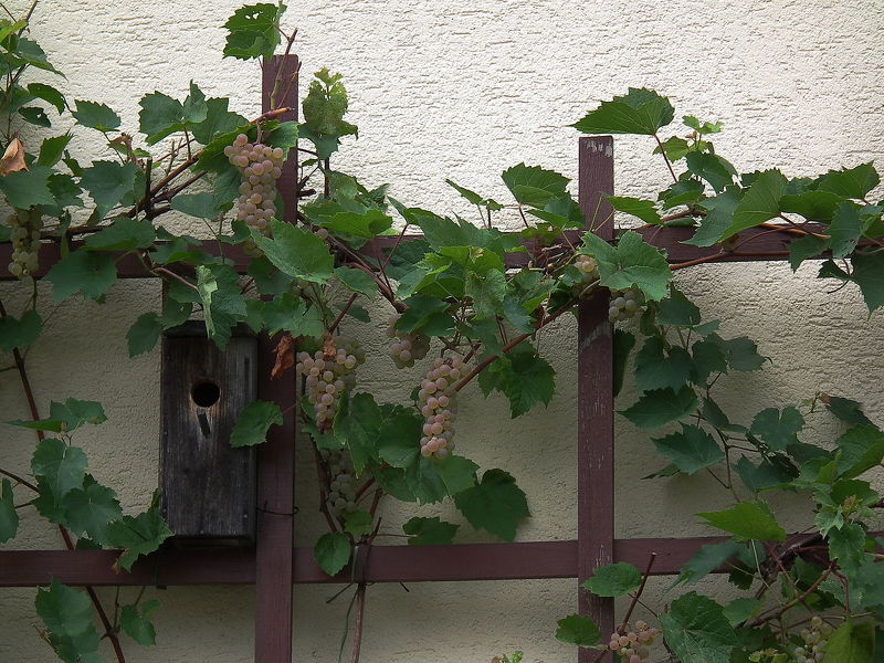 Виноградная лоза с плодами