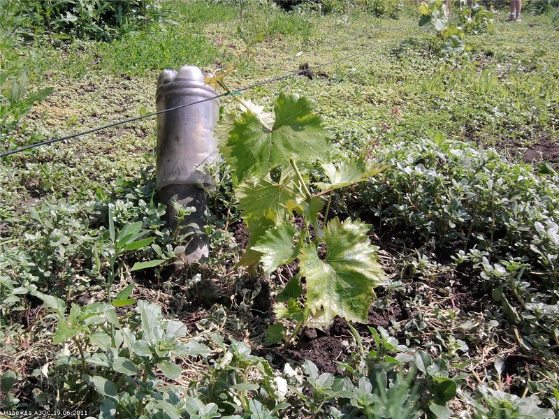 Высаженные в грунт черенки винограда