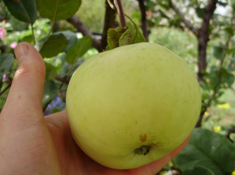 Как хранить яблоки зимой: как правильно срывать яблоки