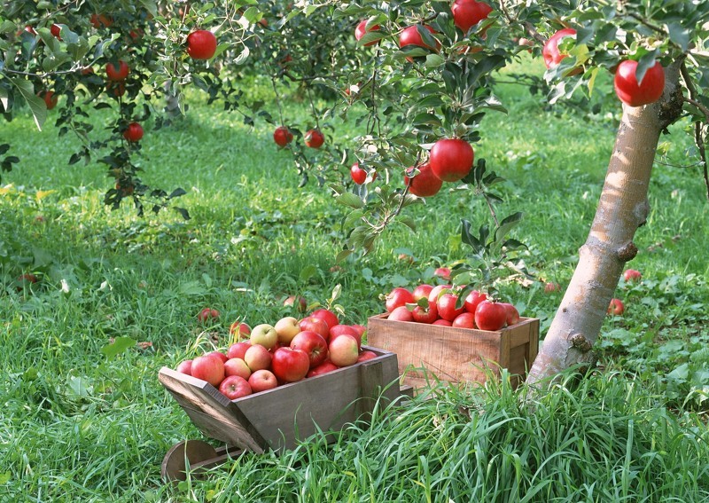 Как хранить яблоки зимой: сбор урожая