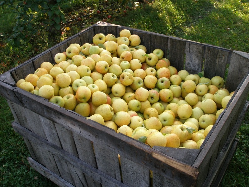 Как хранить яблоки в контейнерах