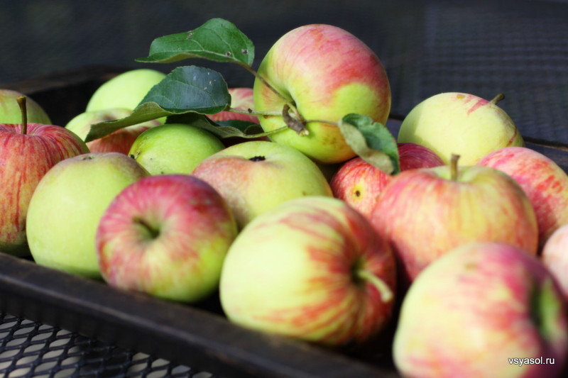 Как хранить яблоки в домашних условиях