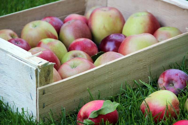Как хранить яблоки в ящиках