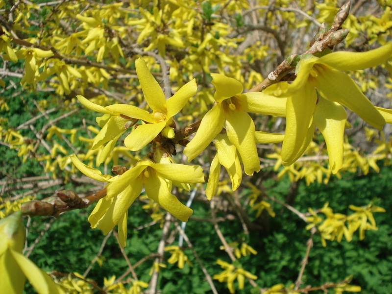 Теневыносливые кустарники: Форзиция (лат. Forsythia)