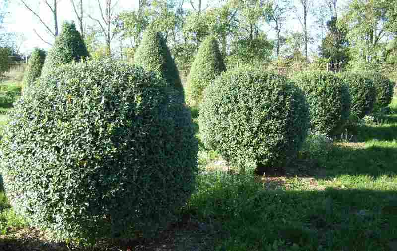 Бирючина (лат. Ligustrum)