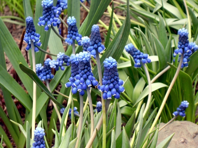 Тенелюбивые цветы для сада: Лесной Гиацинт (лат. Hyacínthus)