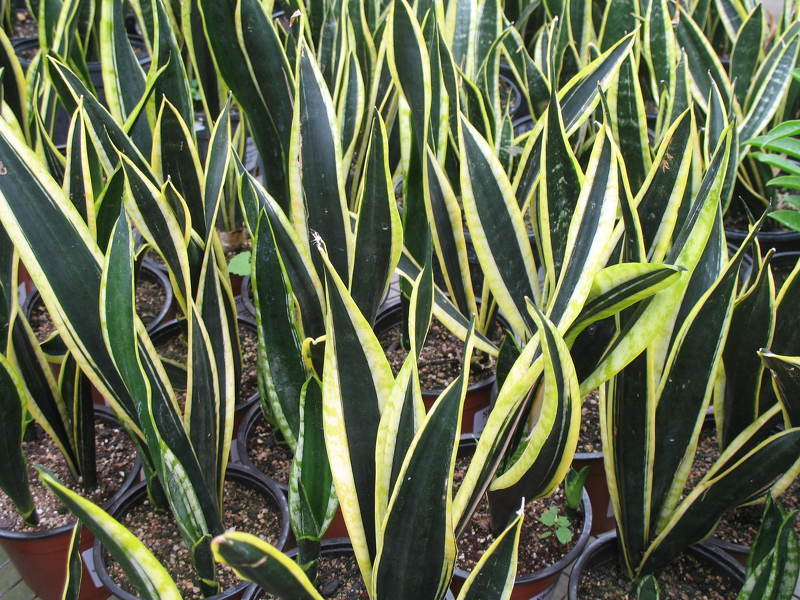 Комнатные растения теневыносливые: Сансевиерия трехполосная