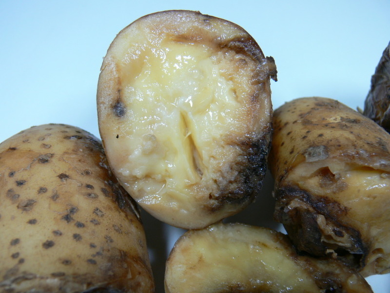 Болезни клубней картофеля фото и описание мокрой гнили бактериальной