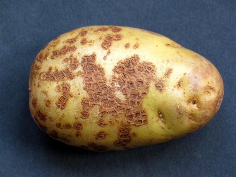 Болезни картофеля фото